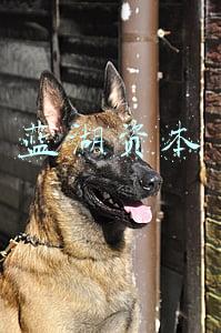 当一块拖布开始“内卷”，智能让人类更“懒”这件事上，「扫地机器人」的想象空间还有多大？(蓝湖资本薪资待遇)