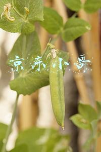 京东小哥