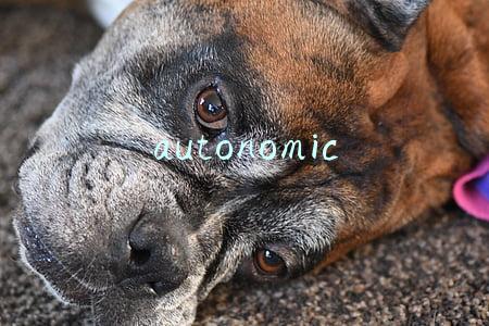 autonomic