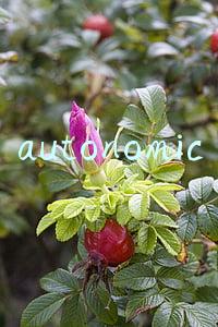 autonomic