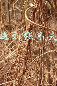 偶遇刘强东夫妇