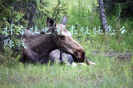 抖音视频挂链接赚钱(抖音短视频上可以加入商品链接吗?为电商导流量卖货赚钱?)