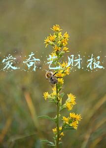爱奇艺财报