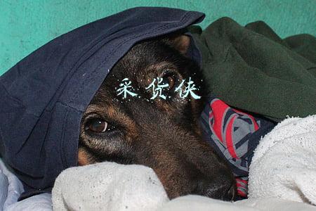采货侠