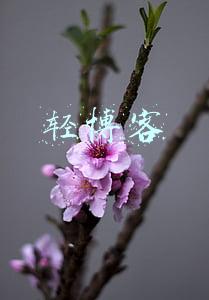 轻博客