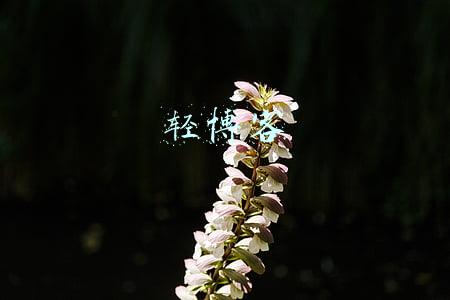 今天小小改了个版(轻博客直播)