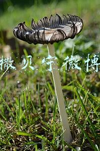 撒贝宁微博