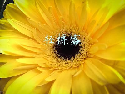 轻博客