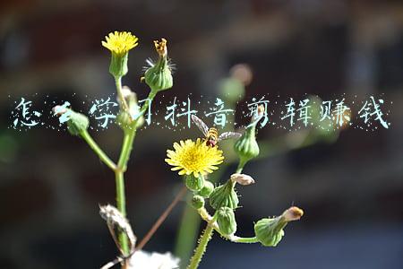 视频剪辑拍摄抖音，工作靠谱不？是骗人的吗_抖音学视频剪辑能赚钱