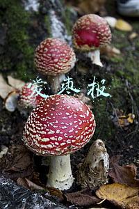 爱枣报