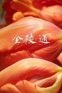 金陵通