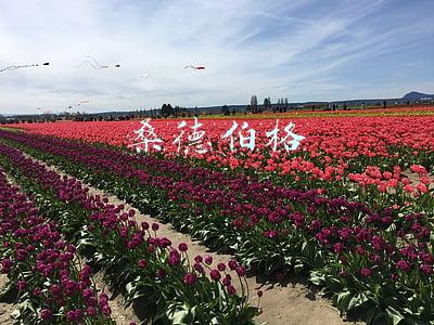 桑德伯格