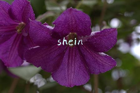 shein是什么品牌:「深度」SHEIN在全球每天卖数千万美元的秘密，藏在广州300多家工厂里