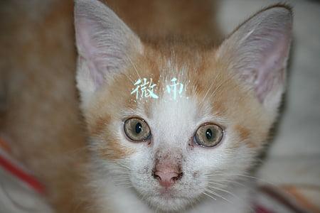 微币