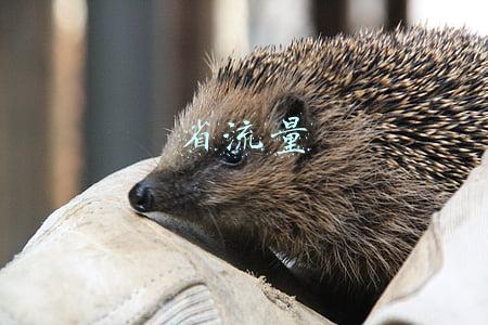 省流量