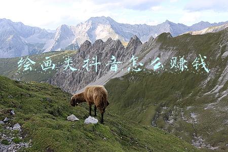 抖音画画多少钱《抖音十万粉丝星图报价多少?》
