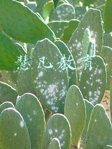 慧凡教育