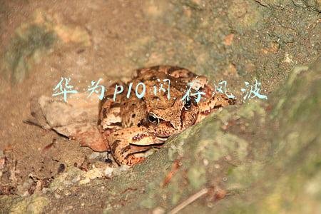 华为p10闪存风波