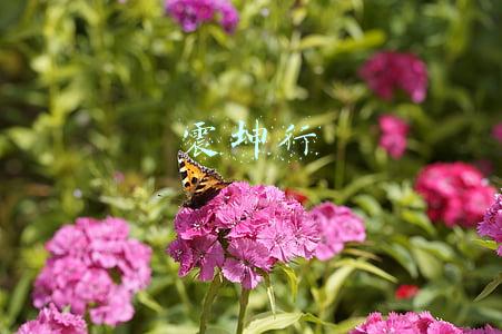 震坤行