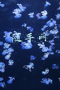 随手网