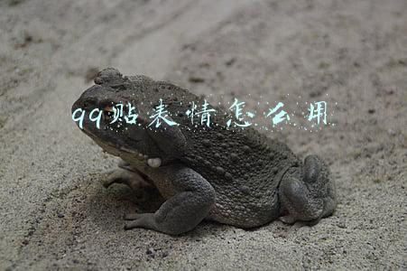 qq贴表情怎么用