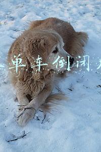 共享单车倒闭几家