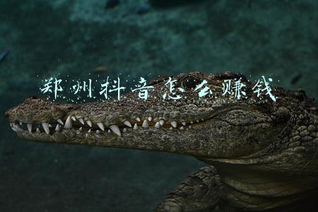 刷抖音视频怎么挣钱《一百多部手机刷抖音怎么赚钱》