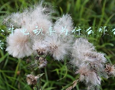 小牛电动车为什么那么贵