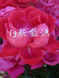 lg新能源