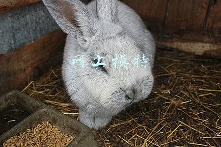 网上模特