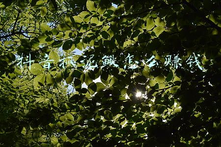 抖音抓泥鳅怎么赚钱