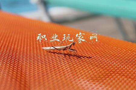 职业玩家网