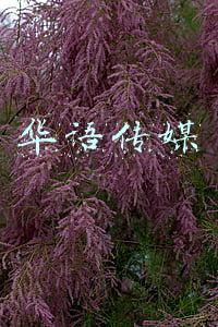 华语传媒