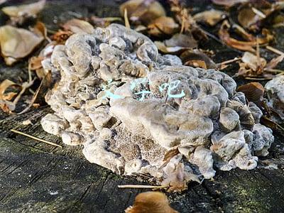 晋江文学城:晋江文学城