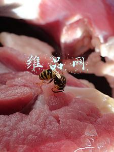 维品网