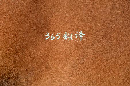 365翻译