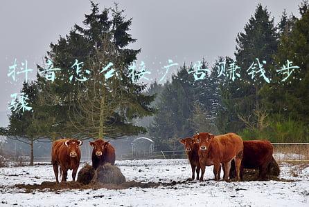 在抖音发布一个广告要多少钱(在抖音上接广告能赚多少钱)