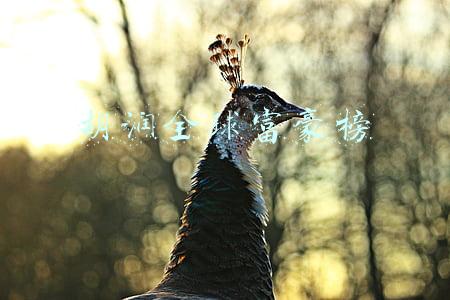 胡润全球富豪榜