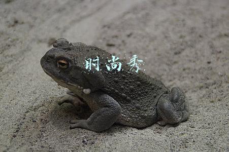 时尚秀