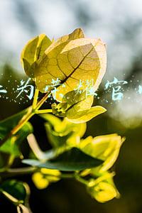 华为荣耀官网