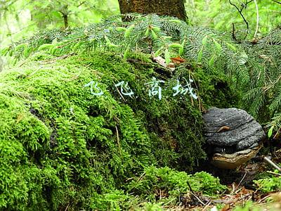 飞飞商城