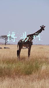 博易网