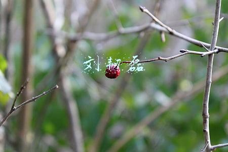 刘韧磊