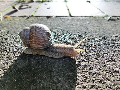 来优