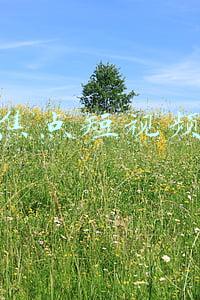 焦点短视频