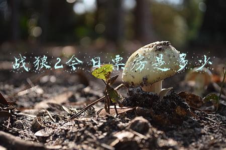 战狼2今日票房是多少