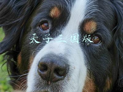 天子三国版