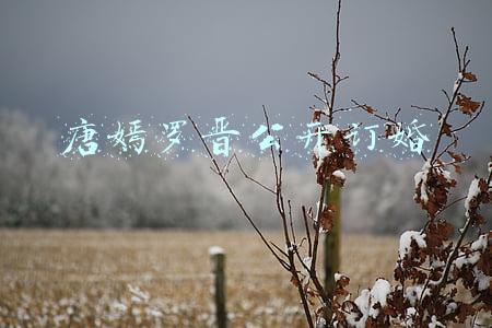 唐嫣罗晋公开订婚