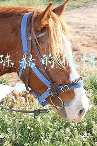 陈赫的微博