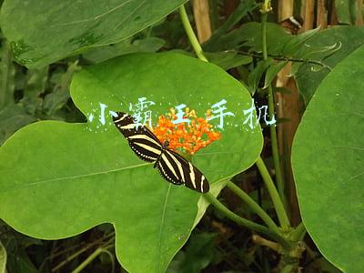 小霸王手机